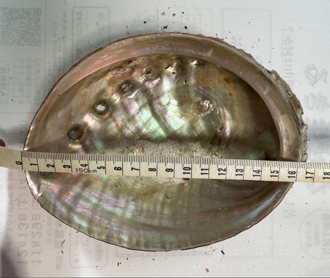 あわび　貝殻　約19×13㎝