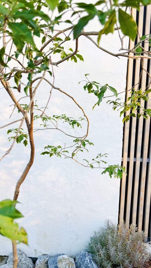 超逸品。山採りアセビ2.5M(鉢底から)品番A