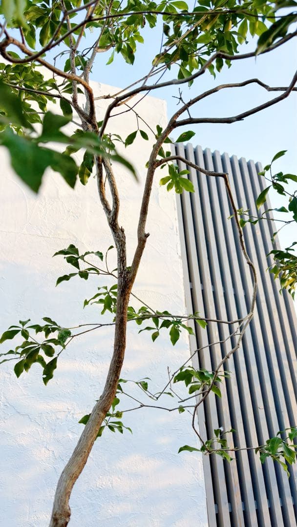 超逸品。山採りアセビ2.5M(鉢底から)品番A