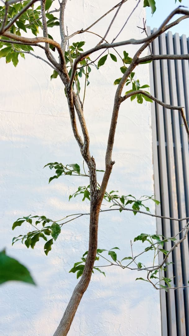 超逸品。山採りアセビ2.5M(鉢底から)品番A