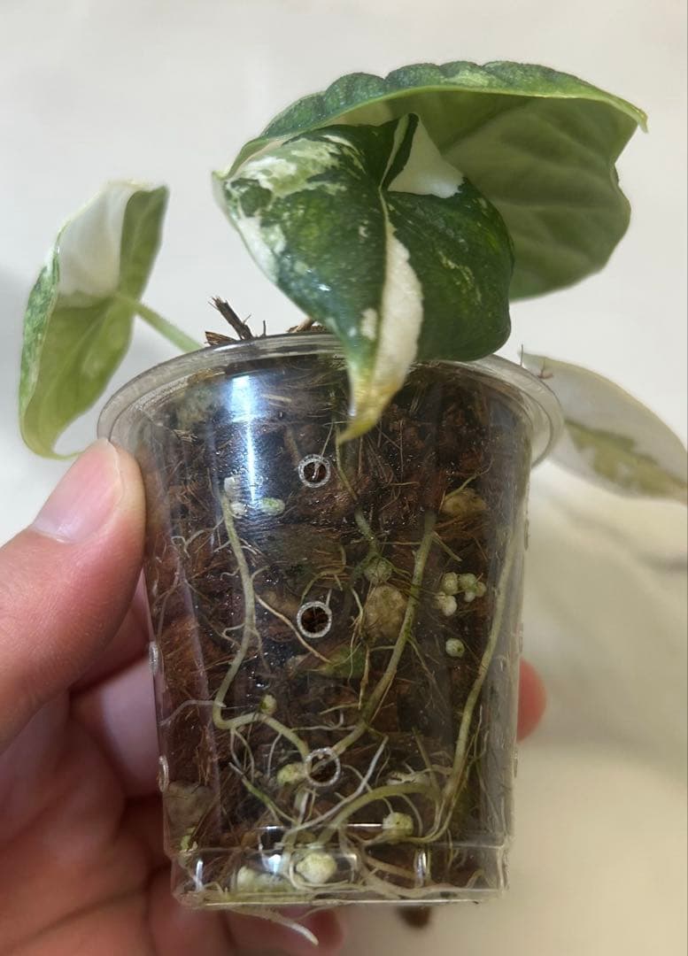 【レア】 アロカシア　メロ　斑入