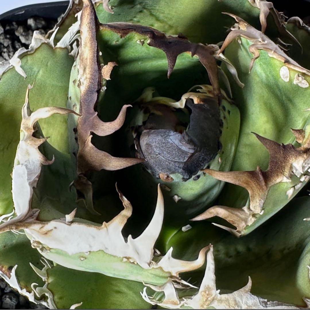 チタノタ 麻花龍 子株 検）ブツブツ、オアハカ、実生