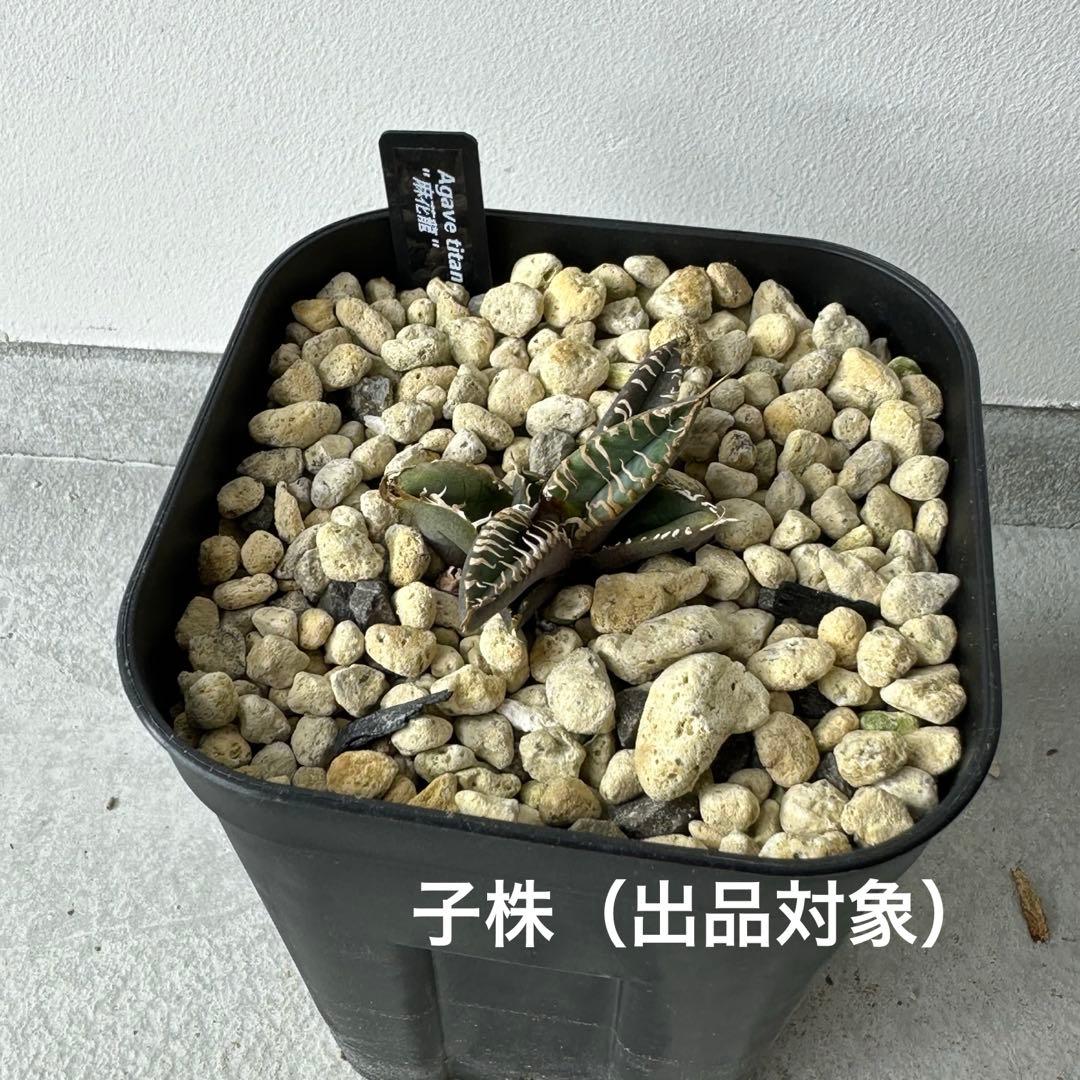 チタノタ 麻花龍 子株 検）ブツブツ、オアハカ、実生