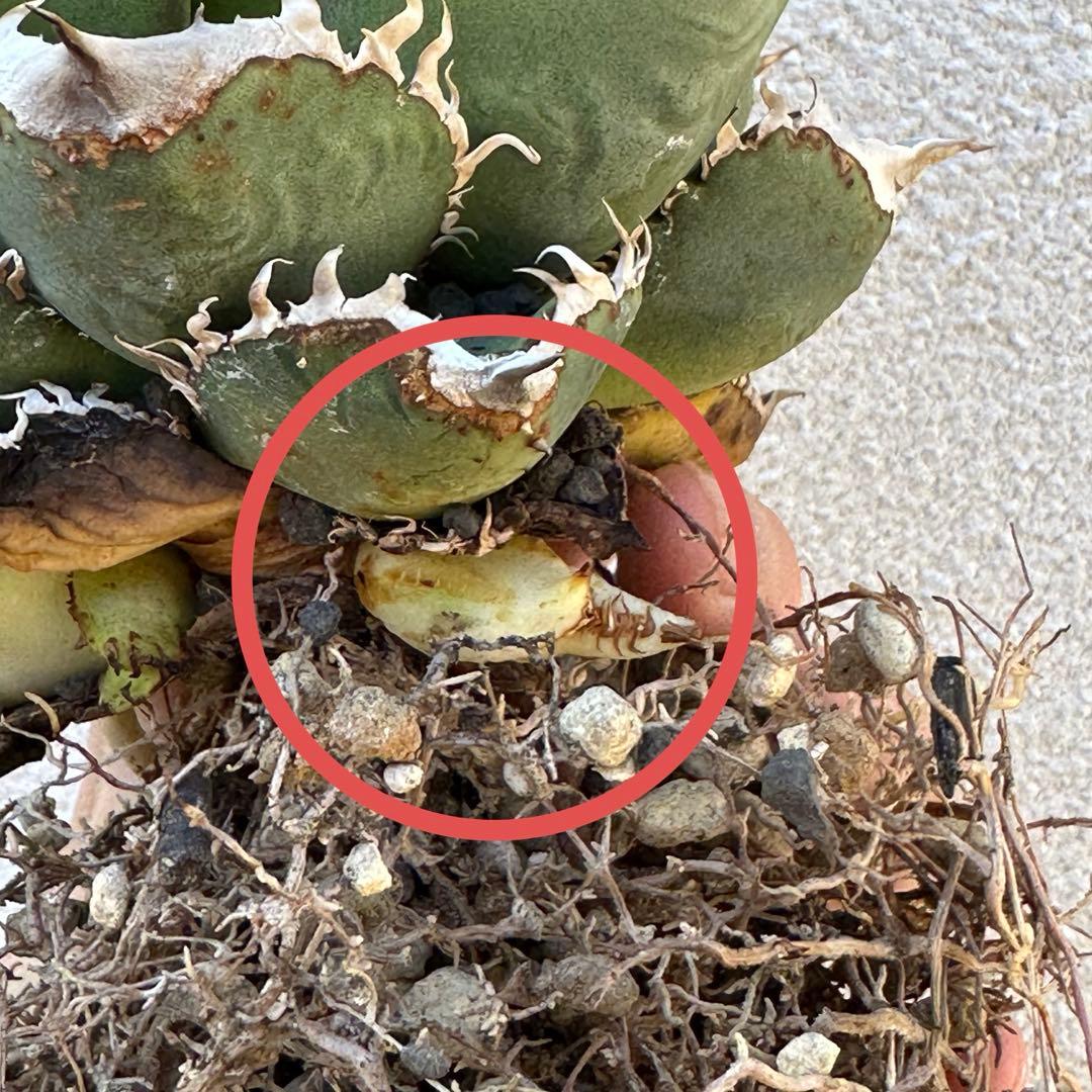 チタノタ 麻花龍 子株 検）ブツブツ、オアハカ、実生