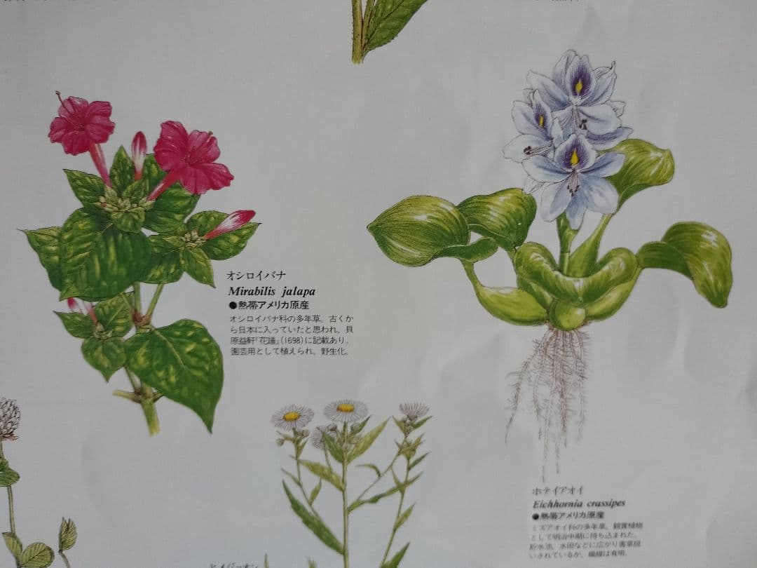 BE-PAL ビーパル カレンダー 新品未使用 1991年植物編 ヴィンテージ