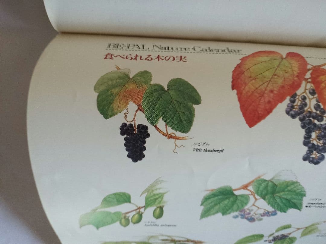 BE-PAL ビーパル カレンダー 新品未使用 1991年植物編 ヴィンテージ