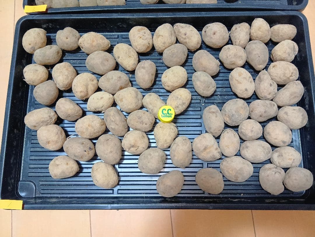 10kg m206 インカのめざめ 種芋