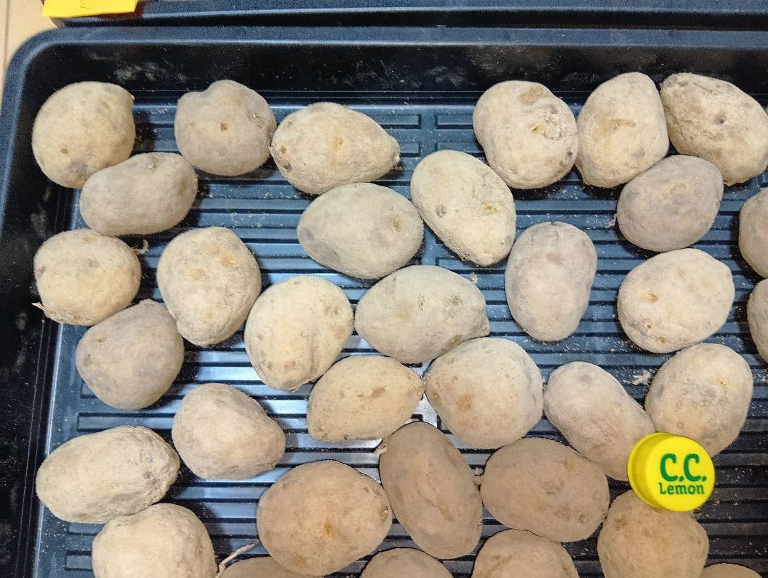 10kg m206 インカのめざめ 種芋