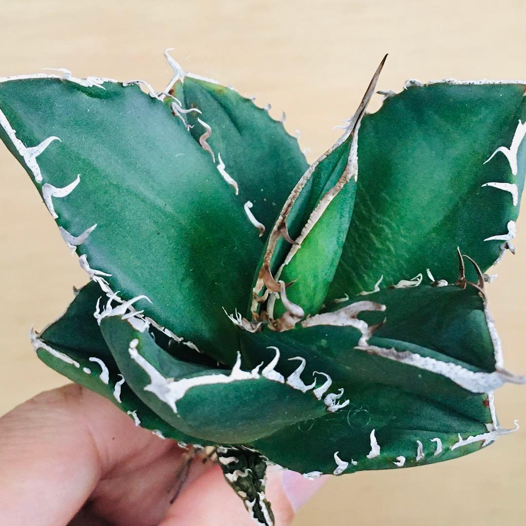 6-8 SAD 南アフリカダイヤモンド錦 TC株 アガベ チタノタ