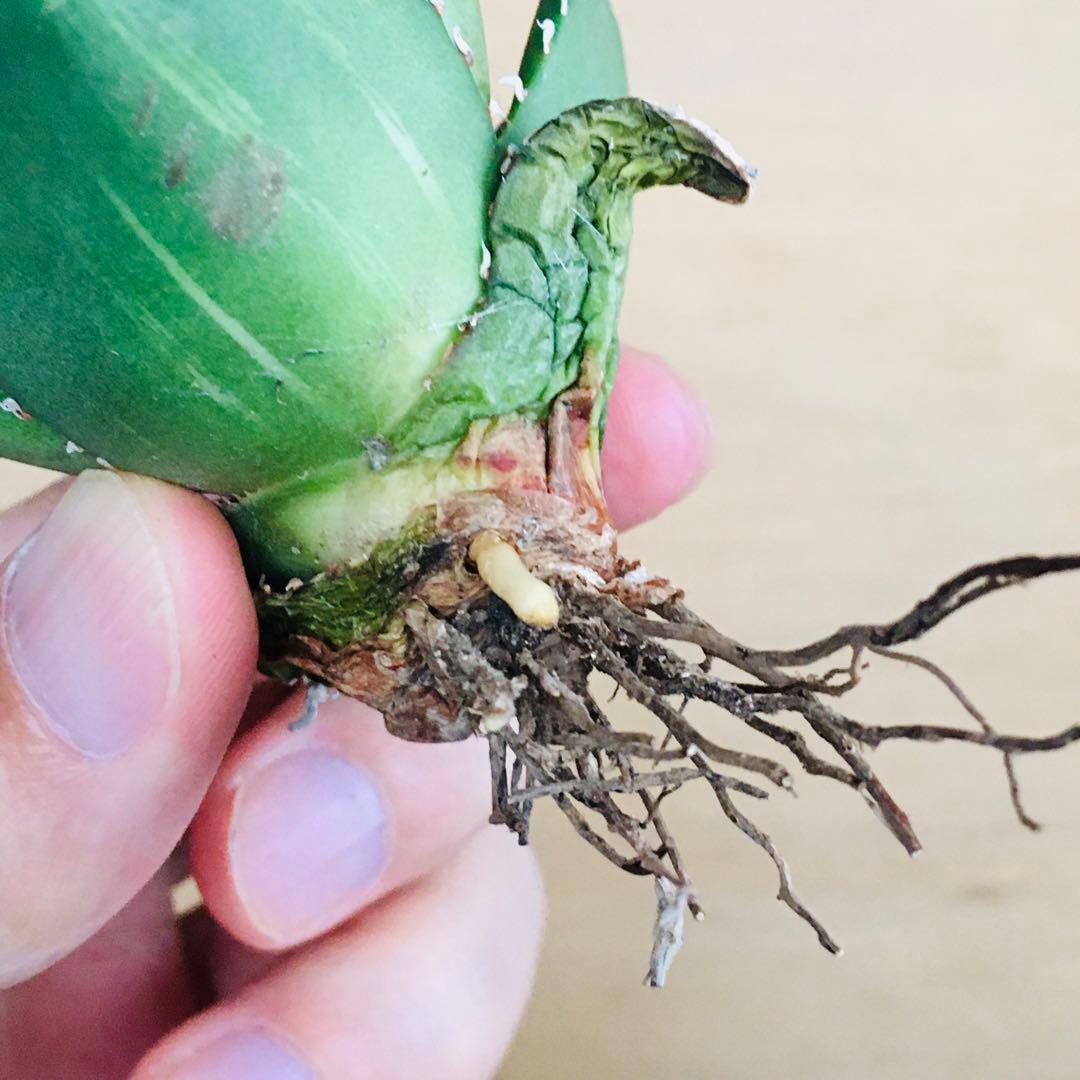 6-8 SAD 南アフリカダイヤモンド錦 TC株 アガベ チタノタ