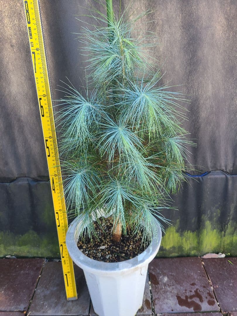 ピニョン松 7号鉢 全長80cm
