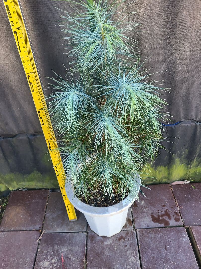 ピニョン松 7号鉢 全長80cm