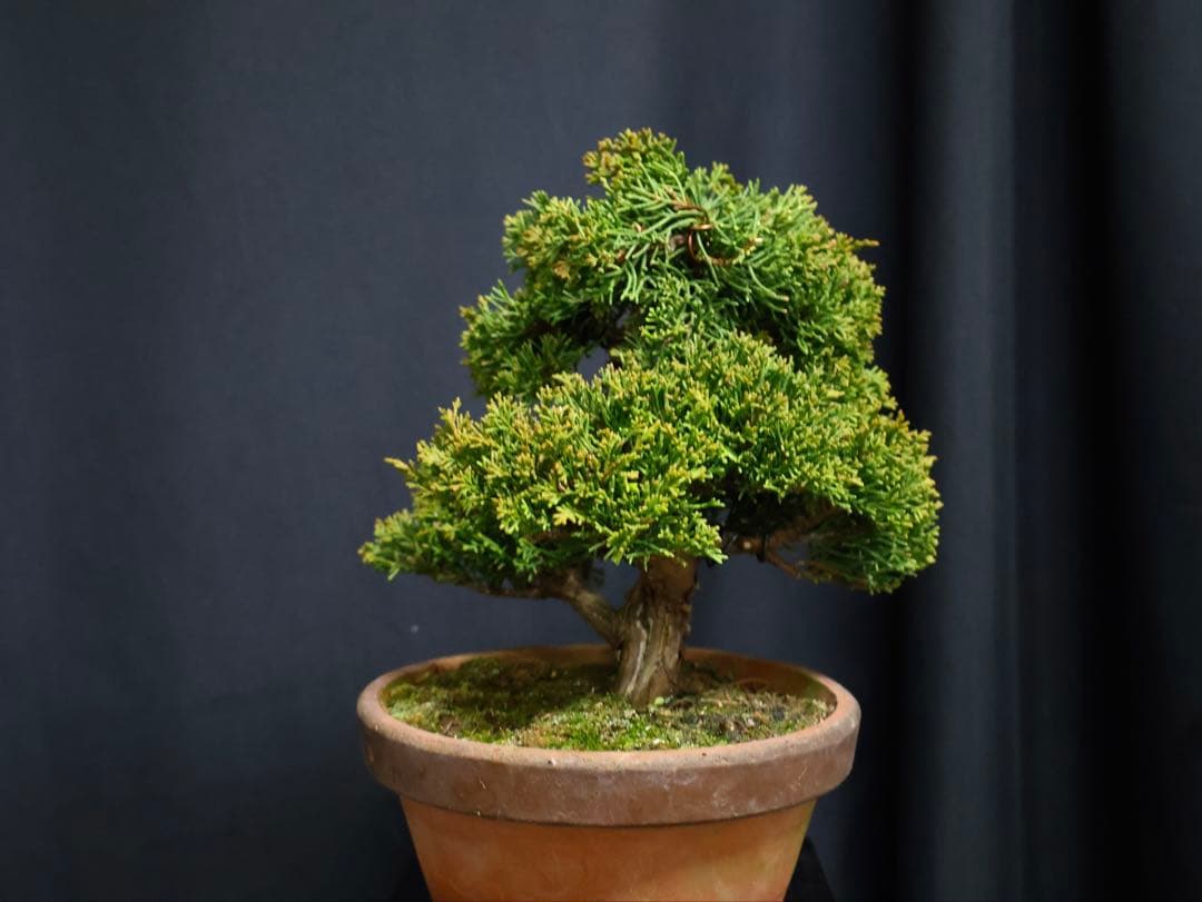 K*K様 フォロワー300人記念オークション 糸魚川真柏　葉性抜群　素材小品盆栽