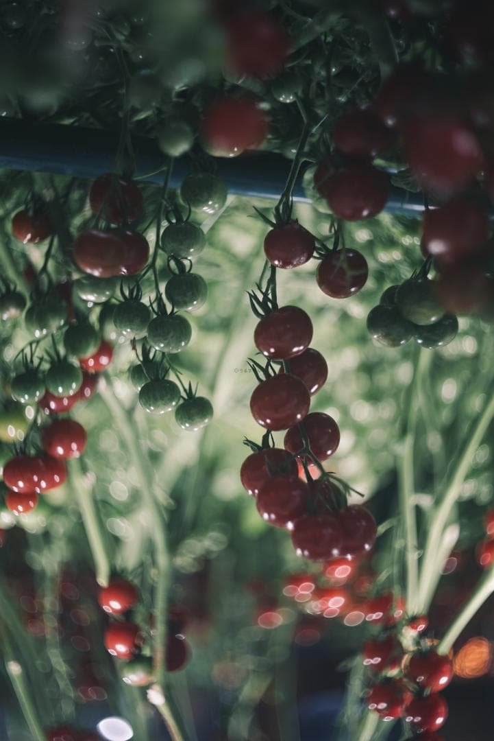 良品！山崎ズマール！Leica Bluecoted Summar 50mm F2