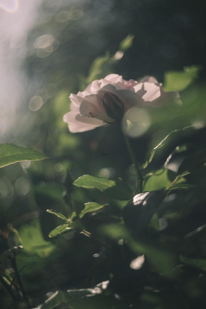 良品！山崎ズマール！Leica Bluecoted Summar 50mm F2