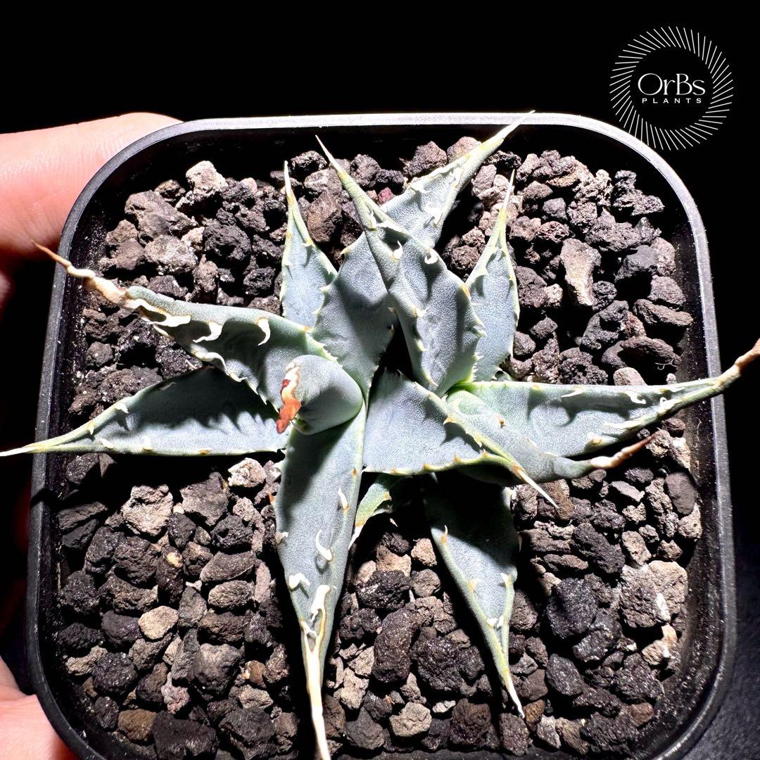 【実生】アガベ ユタエンシス エボリスピナ コークスクリュー ダブルヘッド 陽炎