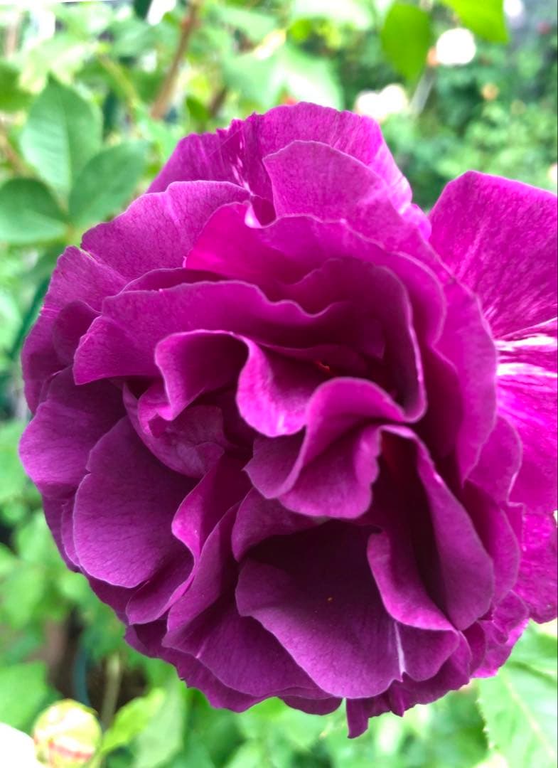 レア品種‼️ダマスク強香り