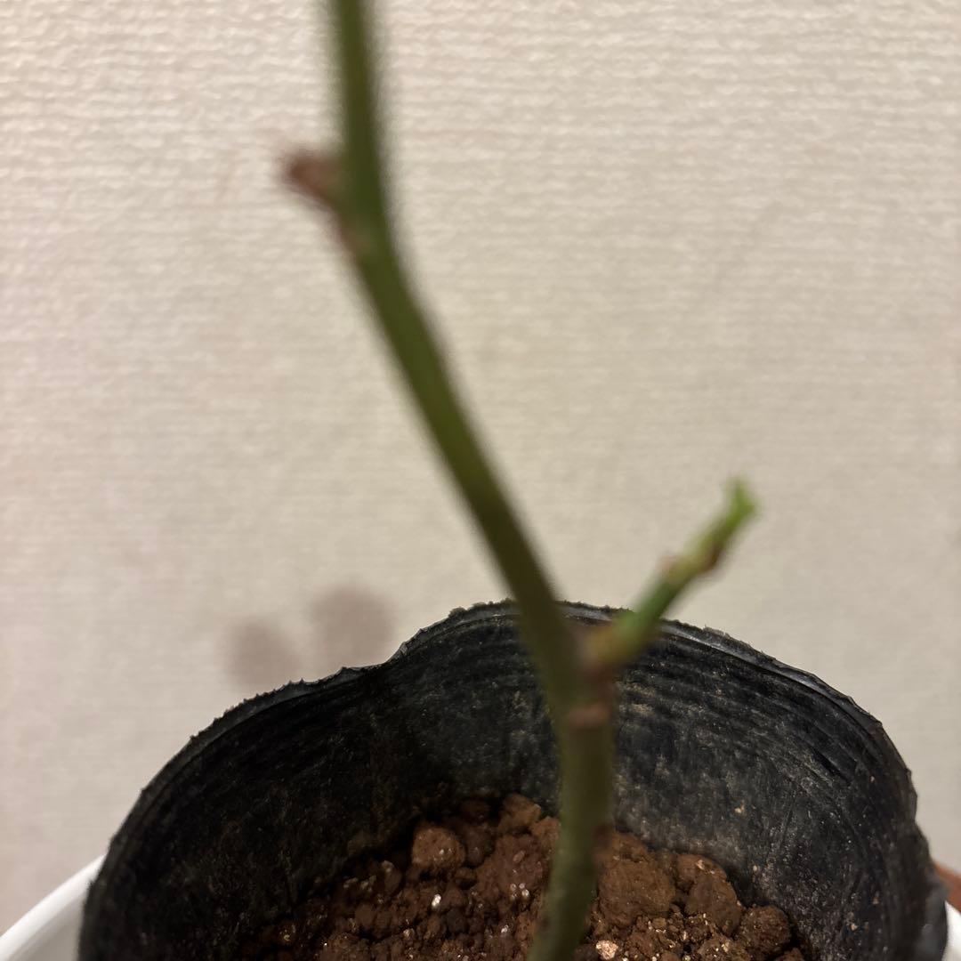 レア品種‼️ダマスク強香り