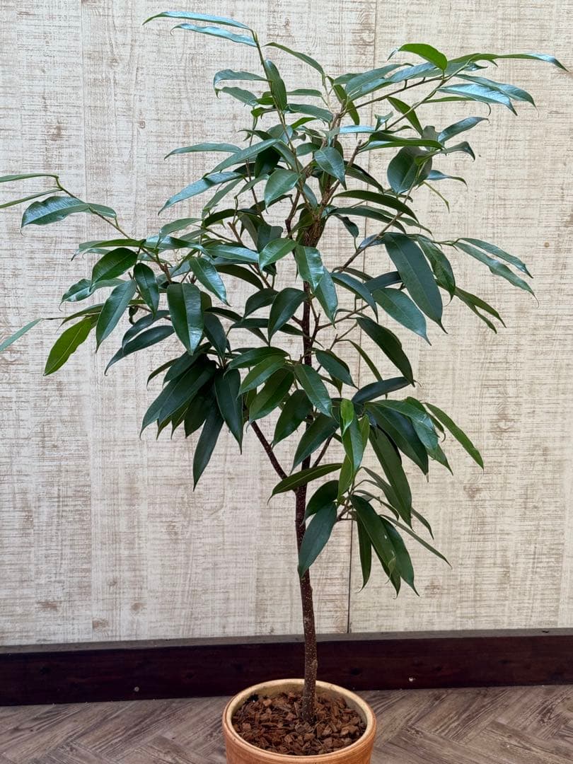 ☆ フィカス アムステルダムキング♪ 120cm 陶器鉢♪