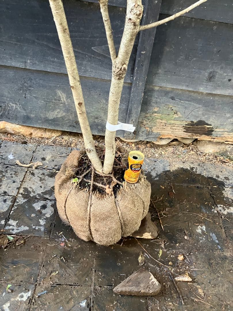 22 山採り　ソヨゴ　メス木