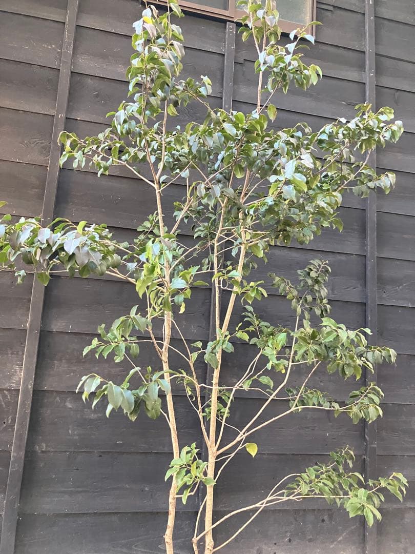 22 山採り　ソヨゴ　メス木