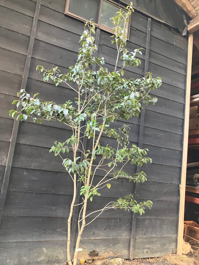 22 山採り　ソヨゴ　メス木