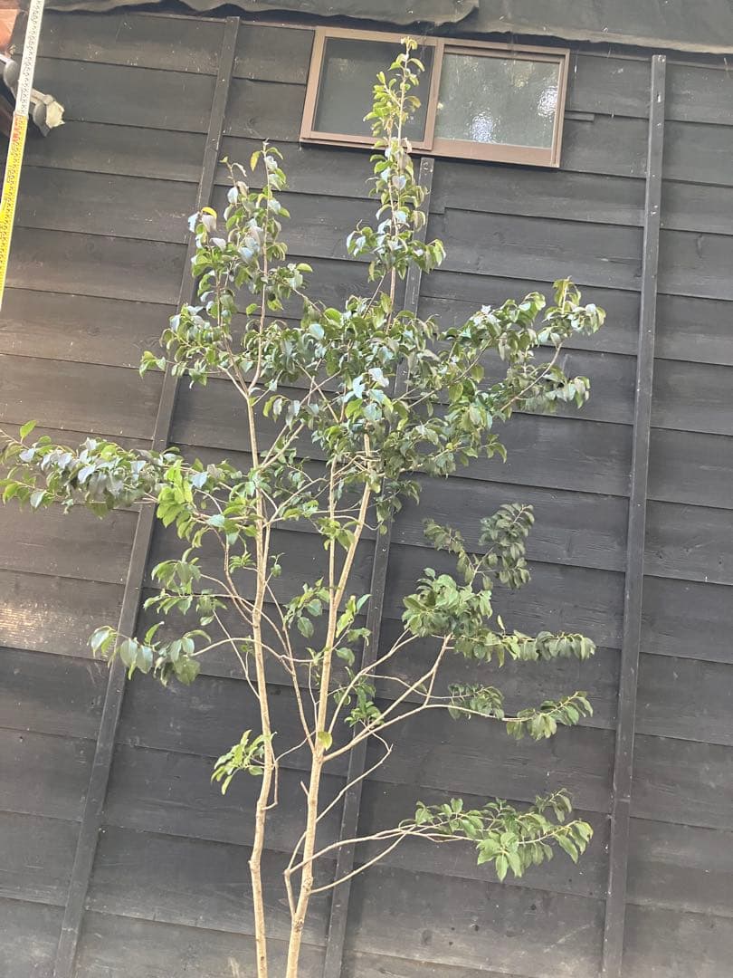 22 山採り　ソヨゴ　メス木