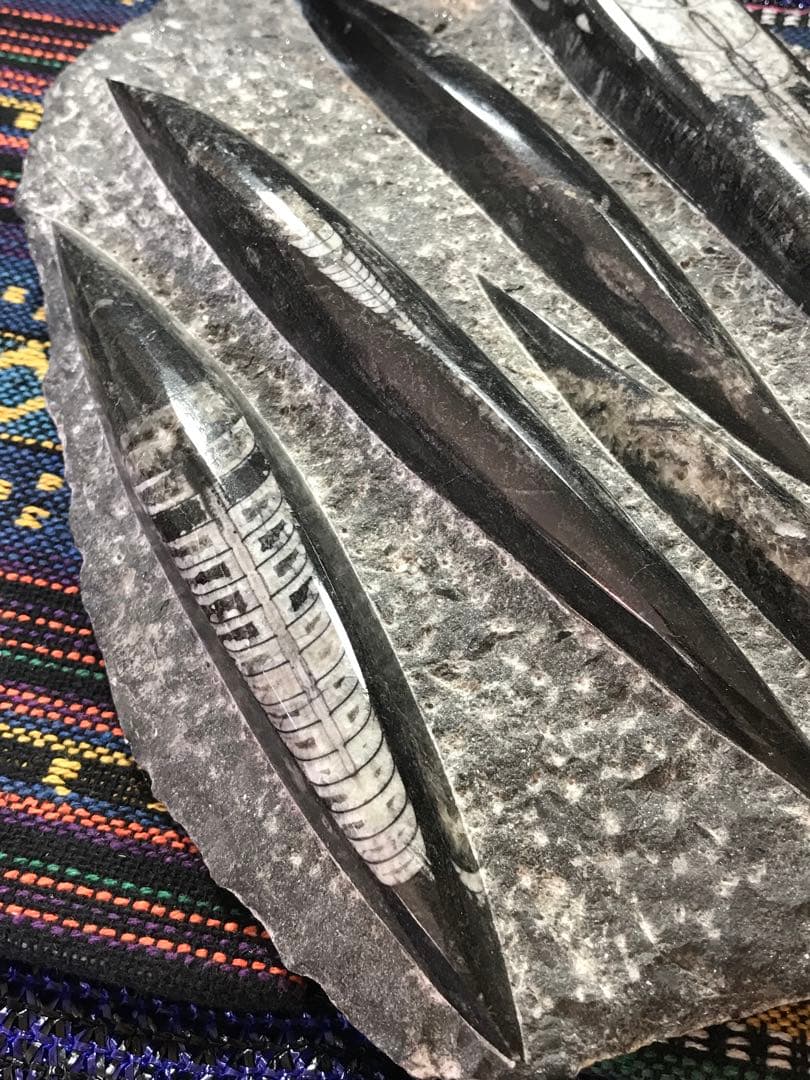 ◉モロッコ産【オルソセラス群/直角貝群】古生代デボン紀/化石[001