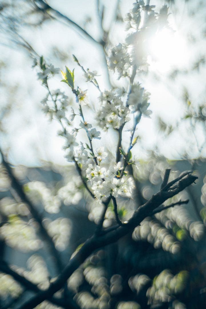 Zeiss Opton Sonnar 50mm f1.5 L39アダプター付き