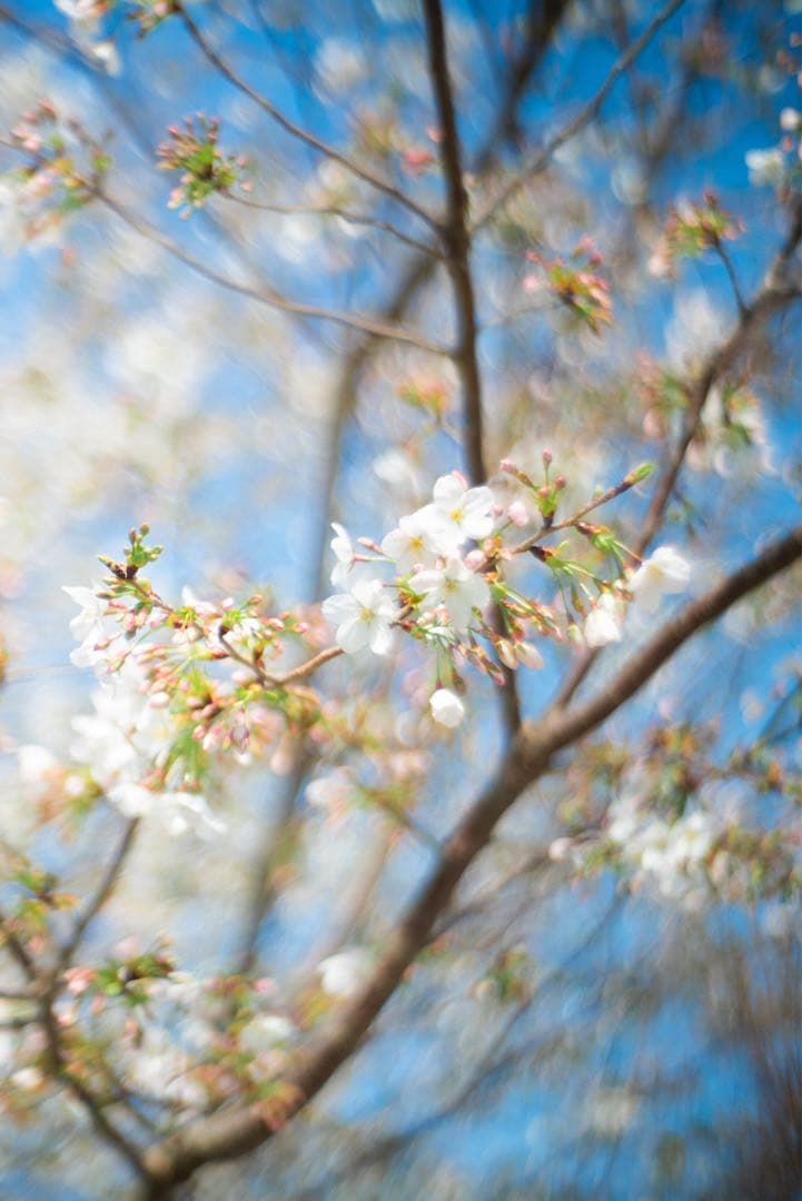 Zeiss Opton Sonnar 50mm f1.5 L39アダプター付き