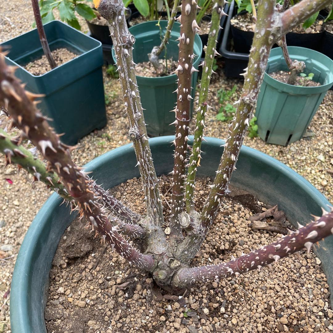 【1.29癌腫無し 即購入可能】【ザスクワイヤー】廃盤ERイングリッシュローズ