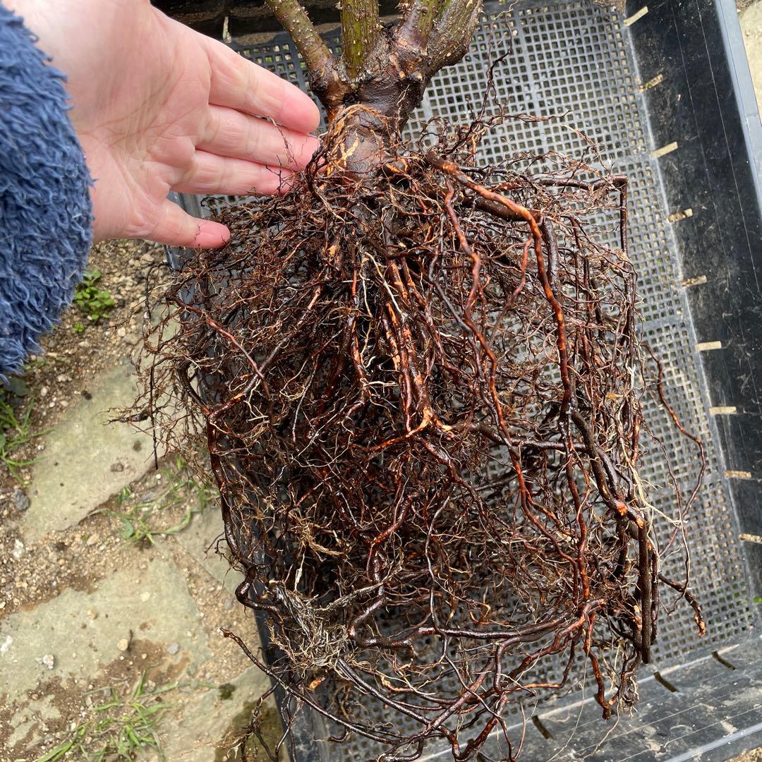 【1.29癌腫無し 即購入可能】【ザスクワイヤー】廃盤ERイングリッシュローズ