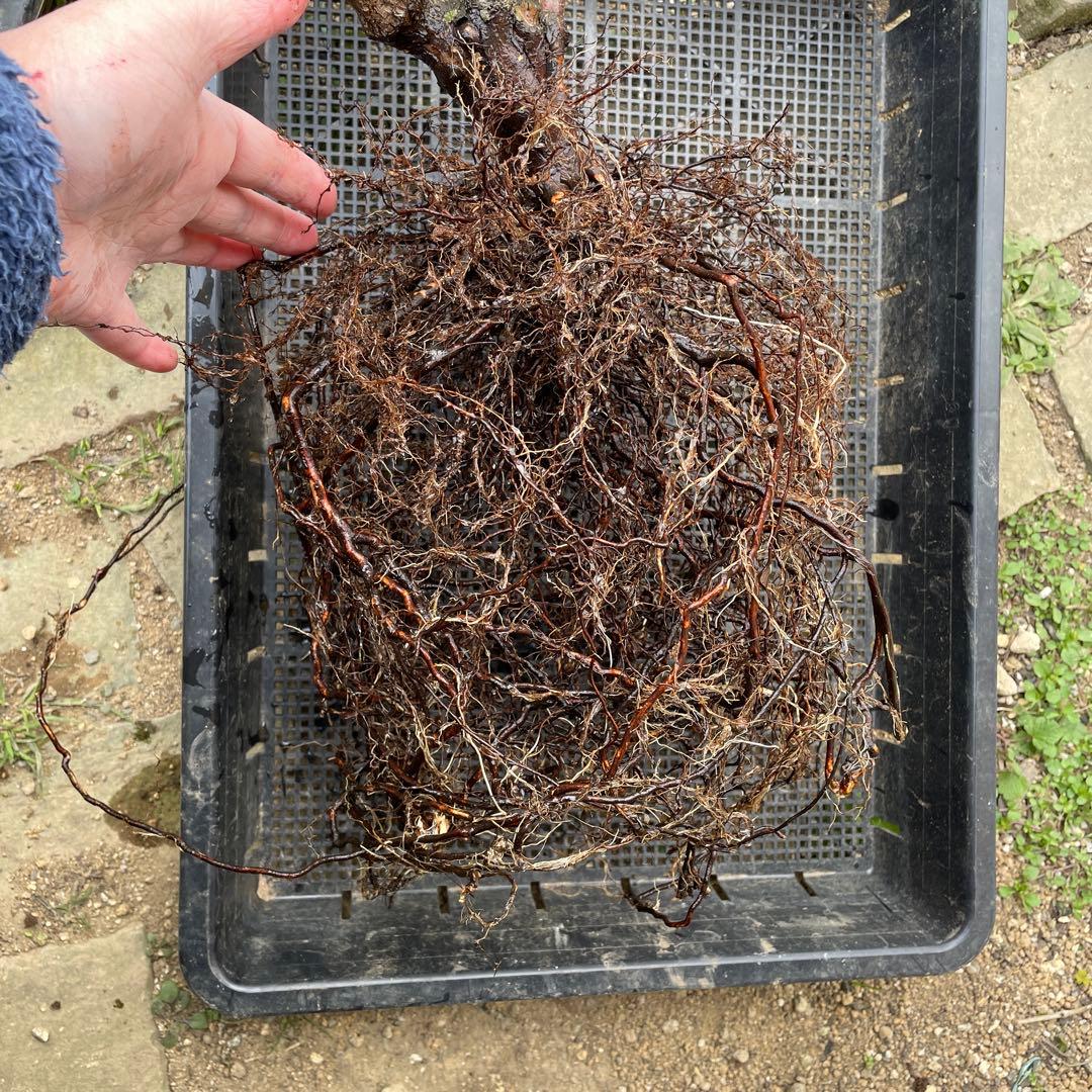 【1.29癌腫無し 即購入可能】【ザスクワイヤー】廃盤ERイングリッシュローズ