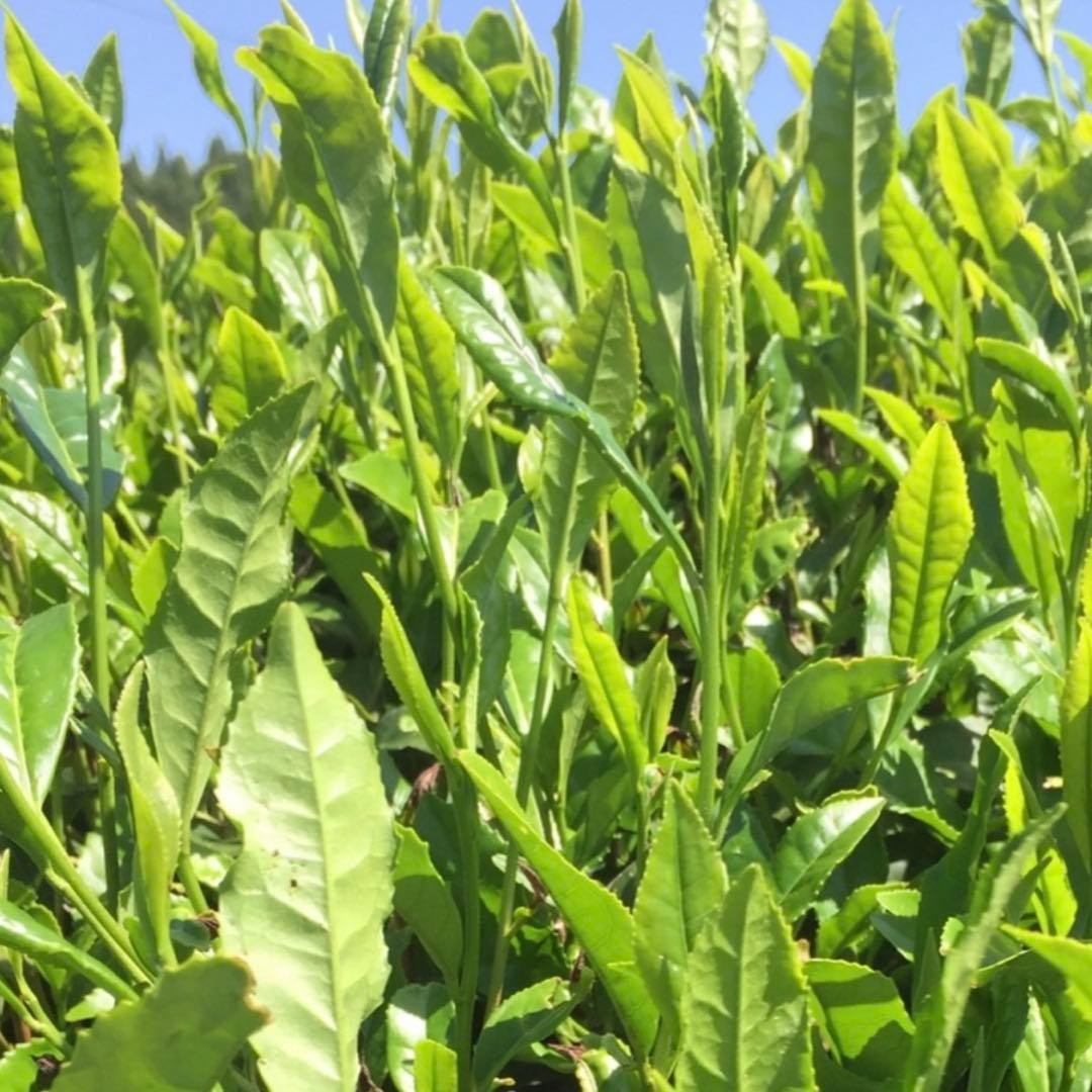 八女茶，緑茶(特上煎茶)20袋　nume★です。