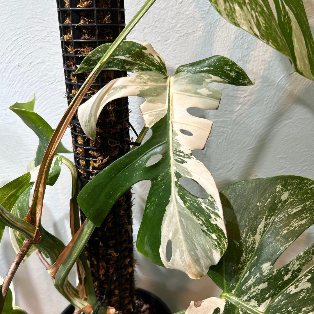 【極美】希少斑入り モンステラ・ボルシギアナ・アルボ 現物出品 大株 美斑あり