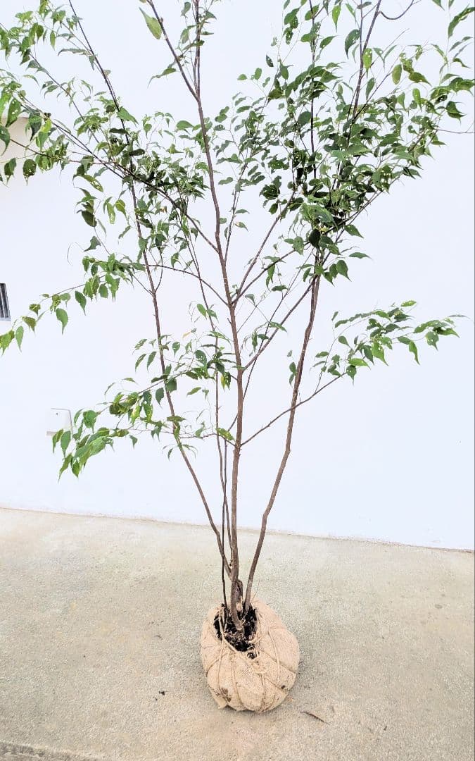 優秀。山採りハイノキ。