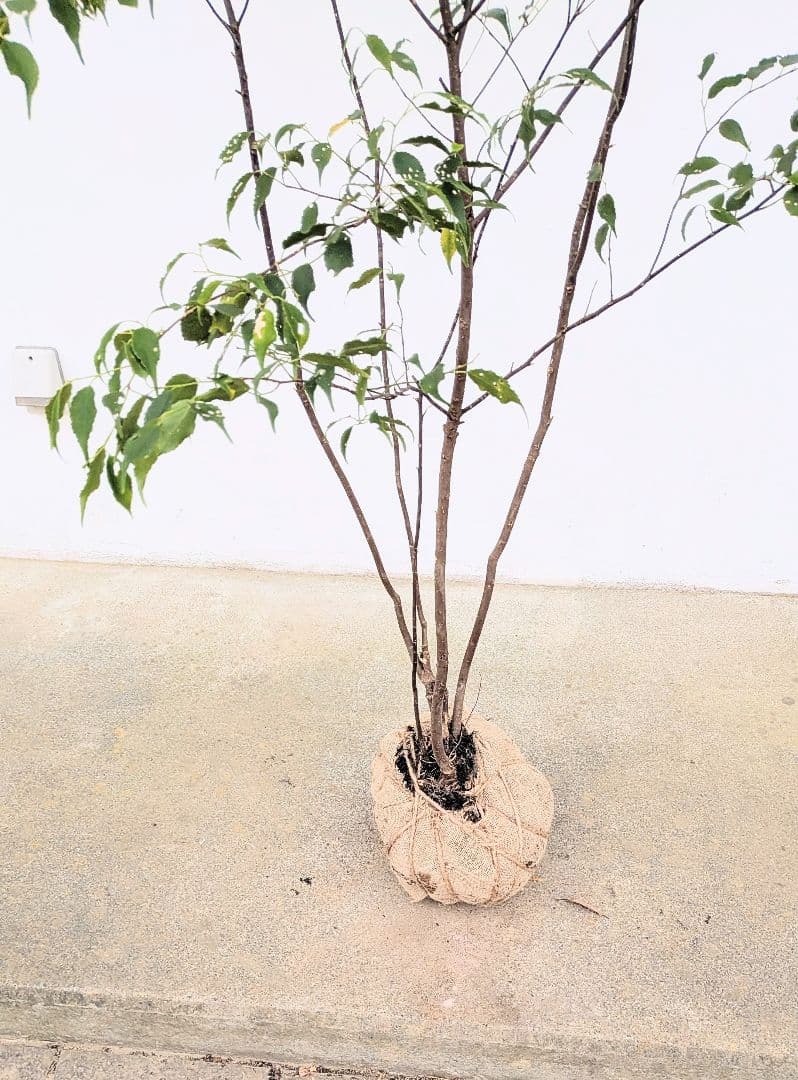 優秀。山採りハイノキ。