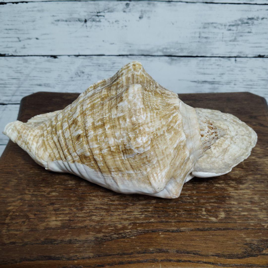【希少・大型29cm】ブラジル産 ホラガイ 貝殻 天然石 インテリア 標本