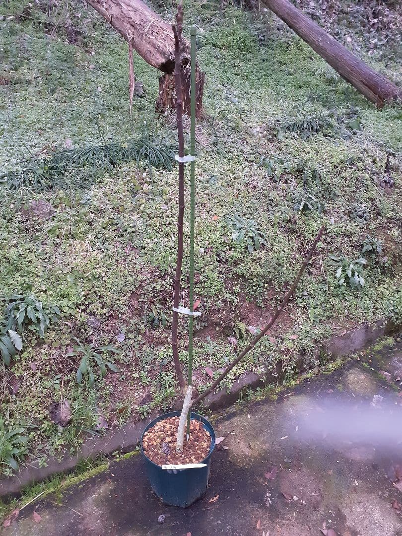 Mei Li Ya イチジク苗木 4年生