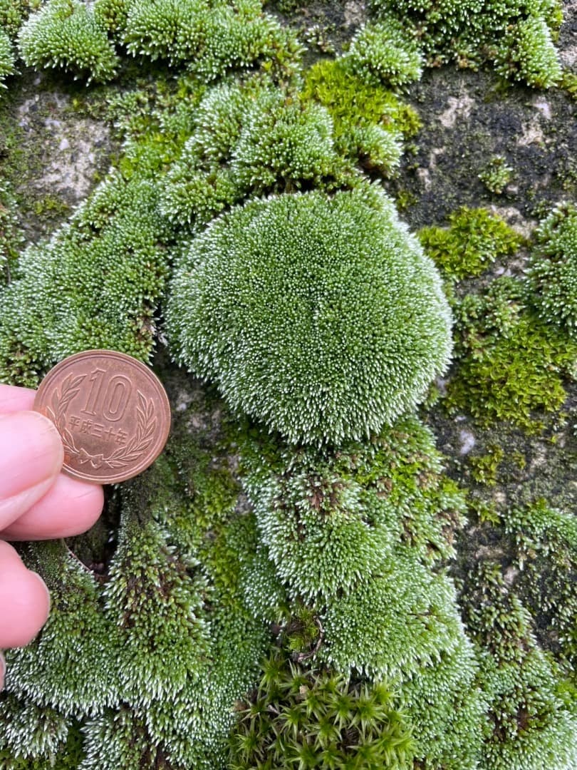 ギンゴケ　銀苔　生育状況確認用ページ