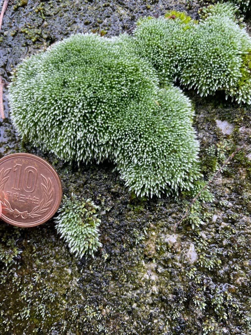 ギンゴケ　銀苔　生育状況確認用ページ