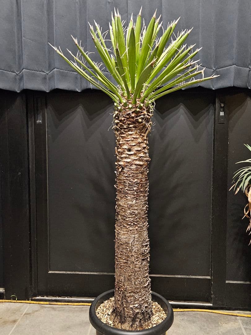 専用出品 特、リピ割 ユッカ フィリフェラ (せ)