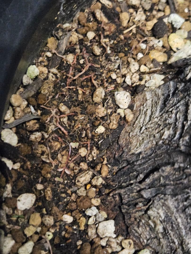 専用出品 特、リピ割 ユッカ フィリフェラ (せ)