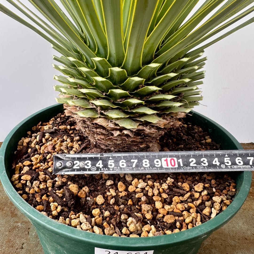 ユッカ　ロストラータ【24-664】超美形　シルバーブルー