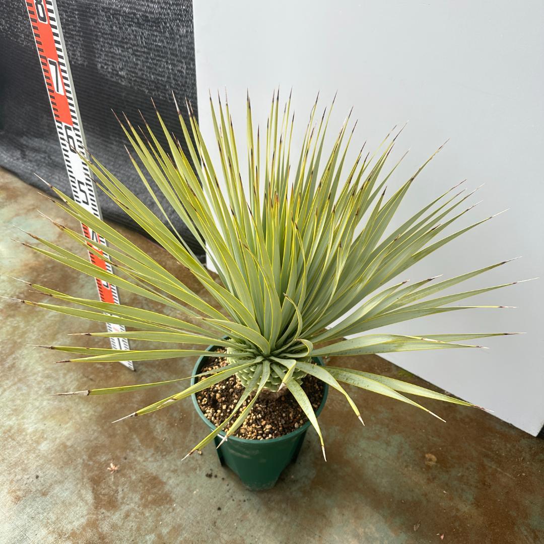 ユッカ　ロストラータ【24-664】超美形　シルバーブルー