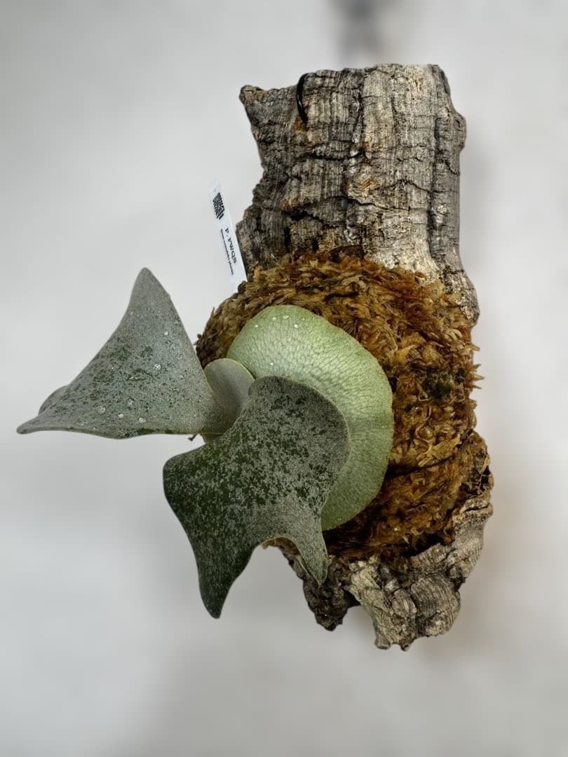 P. FWSQ FW ビカクシダ　OC株　株分　コルク 長期養生株