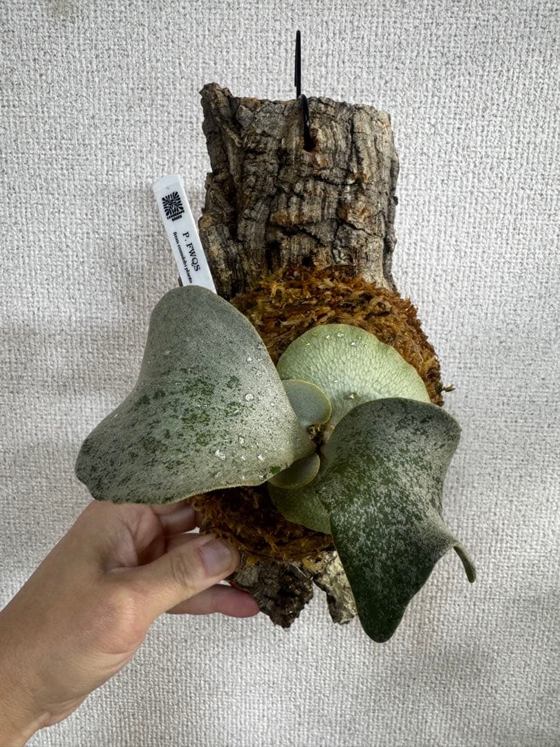 P. FWSQ FW ビカクシダ　OC株　株分　コルク 長期養生株