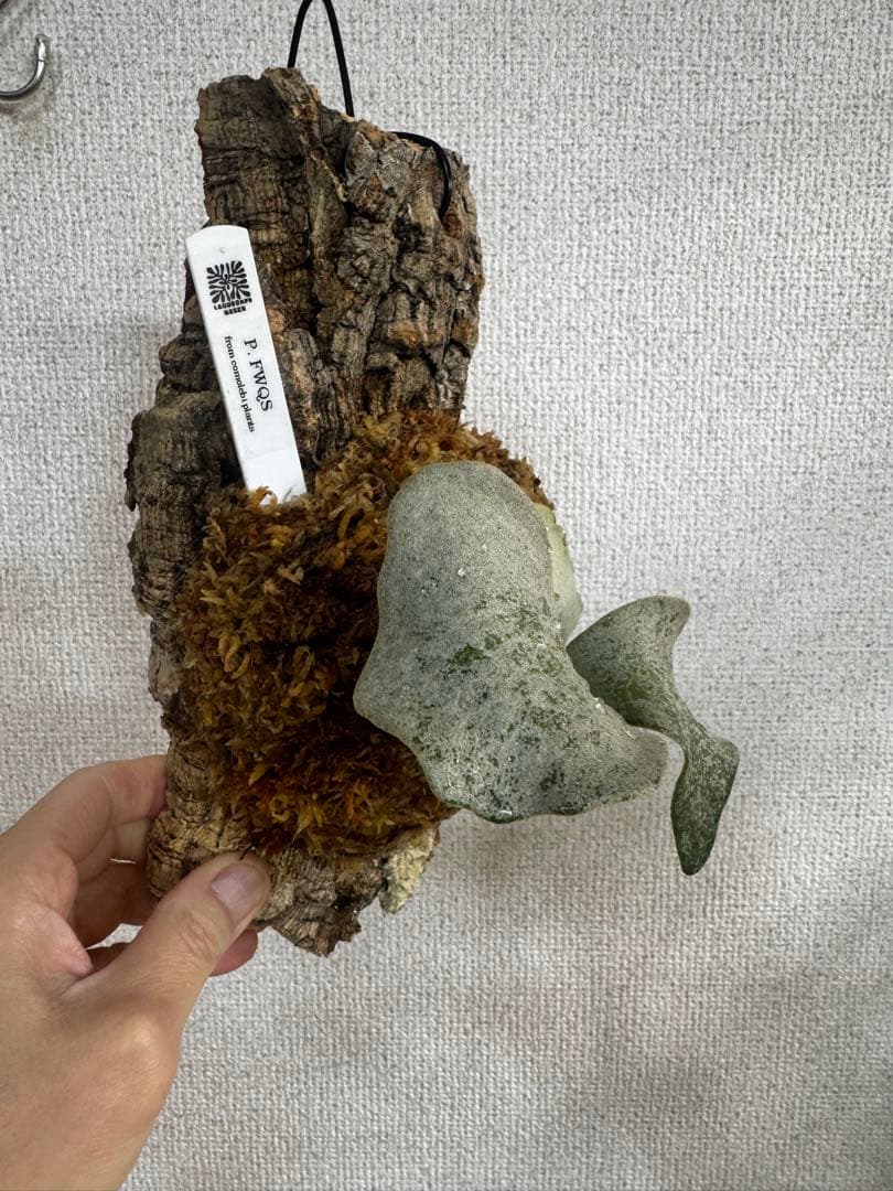 P. FWSQ FW ビカクシダ　OC株　株分　コルク 長期養生株