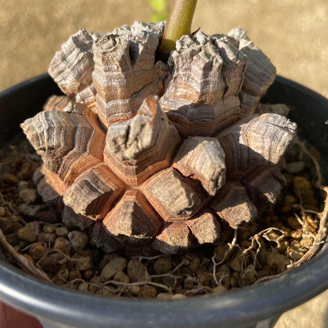 亀甲竜　4号鉢　ディオスコレア　塊根植物　観葉植物