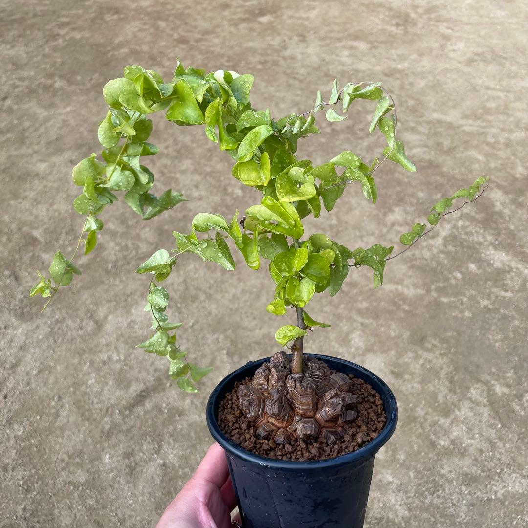 亀甲竜　4号鉢　ディオスコレア　塊根植物　観葉植物